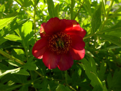 Paeonia_delavayi_aus_Samen_fars_2013.jpg