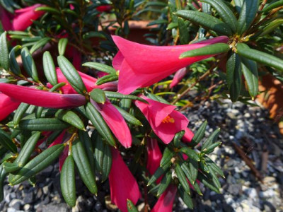 Philesia_magellanica_fars_2013.jpg