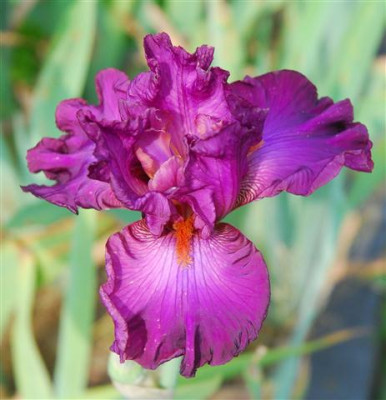 C7457a_Small.jpg