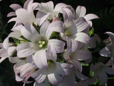 Campanula_lactiflora_Amethyst.jpg