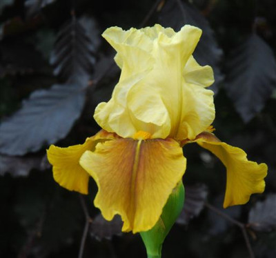 C7491a_Small.jpg