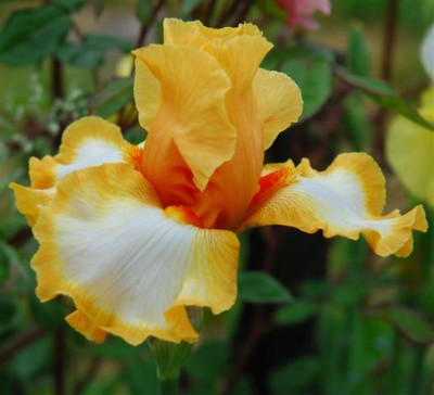 C7519a_Small.jpg