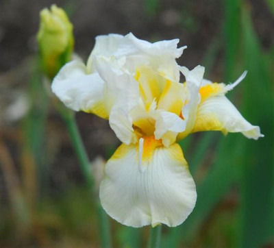 C7499a_Small.jpg