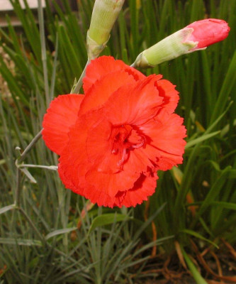 Dianthus_plumarius_David.jpg