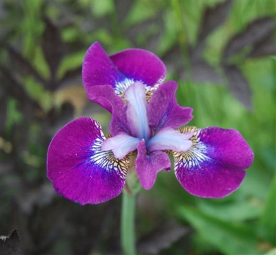 C7421a_Small.jpg