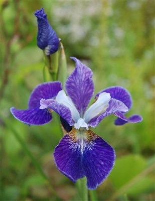 C7425a_Small.jpg