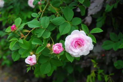 C7533_Small.JPG