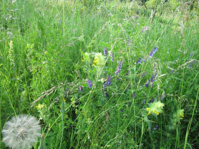Wiese_130612.jpg