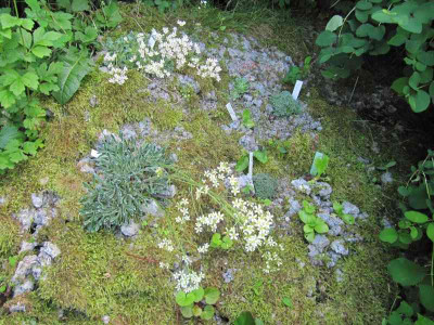 Geroll_in_Blute_130612.jpg