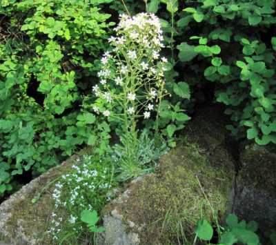 Saifraga_longifolia_oder_so_130612.jpg