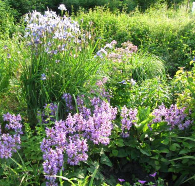 Stachys_130612.jpg