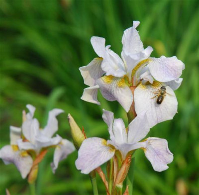 C7483a_Small.jpg
