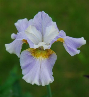 C7507a_Small.jpg