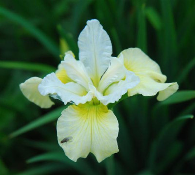 C7509a_Small.jpg