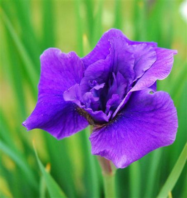 C7513a_Small.jpg
