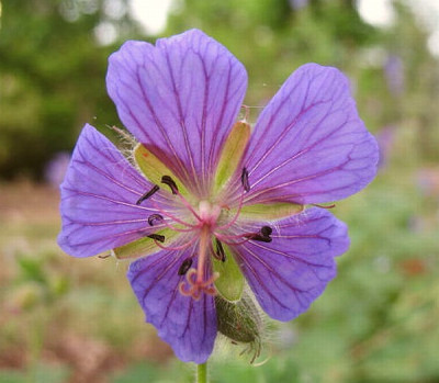 IMG_8075__Geranium_platypetalum_Typ_Z_Blatt.jpg