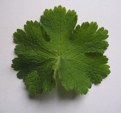 IMG_8075__Geranium_platypetalum_Typ_Z.jpg