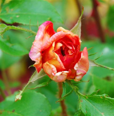 C7522a_Small.jpg