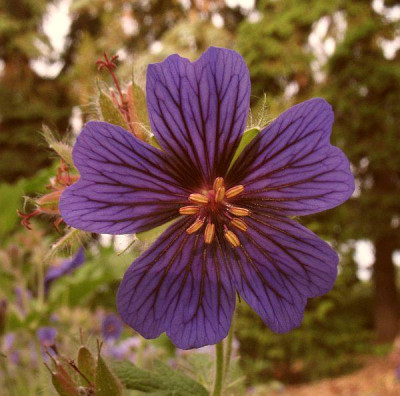 IMG_8072_Geranium_ibericum_Smlg_M22.jpg