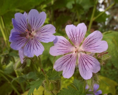IMG_8070_Geranium_ibericum_Smlg._hellviolett.jpg