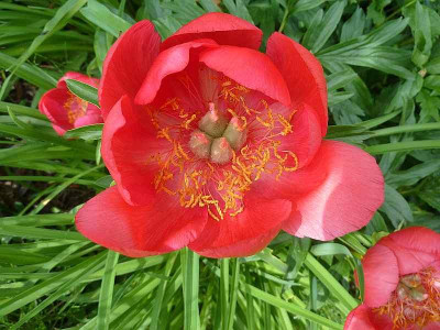 Paeonia_peregrina_P10704181.jpg