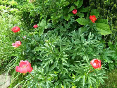 Paeonia_peregrina_P10704191.jpg