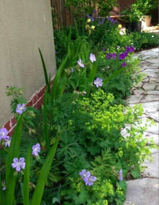 alchemilla.jpg
