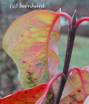 cornus_nuttallii_eddie.jpg