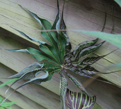 Arisaema_ciliatum_var._liubaense__..._13..6.13._003.jpg