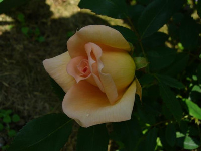 P1020287_Small.JPG