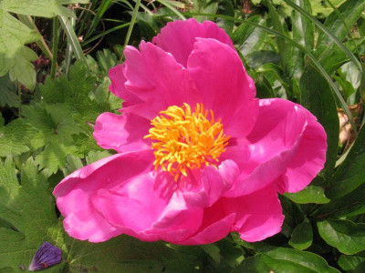 Unbekannt_rosa_pur.jpg