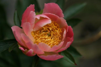 Pink_Hawaiian_Coral.jpg