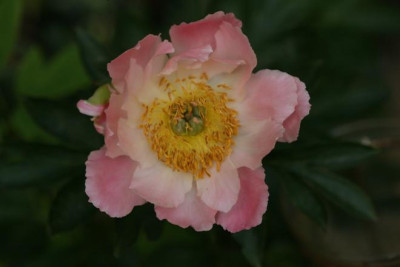 Pink_Hawaiian_Coral_2.jpg