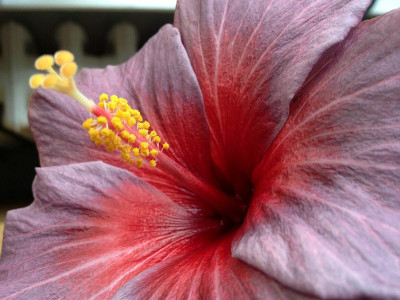 persephone_2013_zg.jpg
