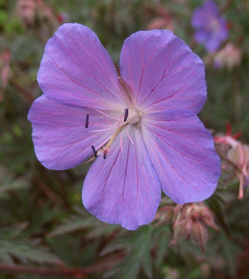 IMG_8074_Geranium_prat_Samling.jpg