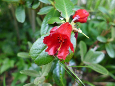 Rhododendron_haematodes_fars_2013.jpg