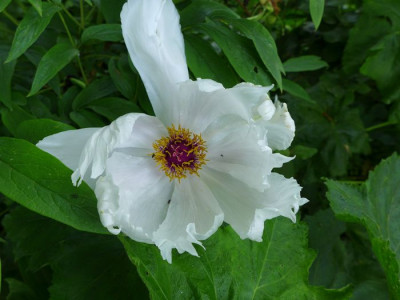 Paeonia_ostii_fars_2013.jpg