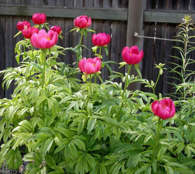 comp_Paeonia_peregrina_Otto_Froebel_08.06.13.jpg