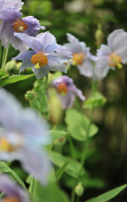 Meconopsis_lila.jpg