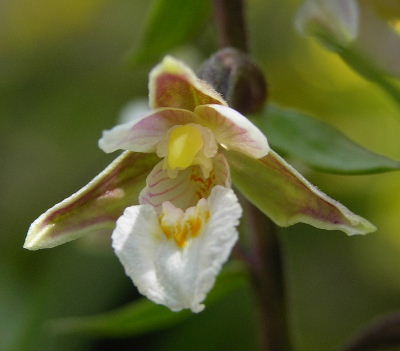epipactis_palustris.JPG