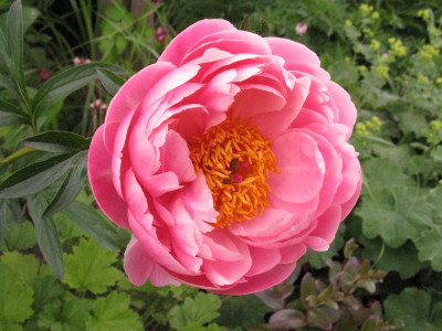 Coral_Charm_1_pur.jpg