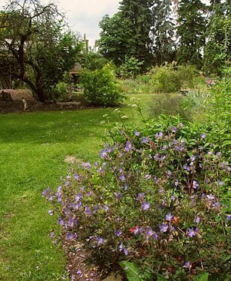 IMG_8074_Geranium_prat_Samling_Ubersicht.jpg