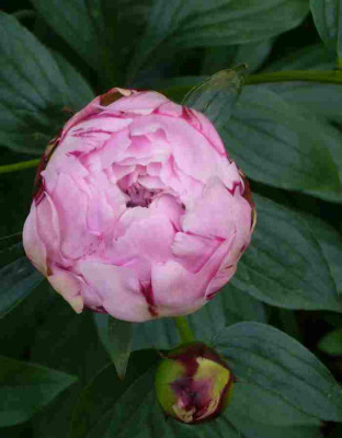 Paeonie-rosa.13-1.jpg