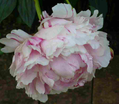 Paenie-rosa.10-1.jpg