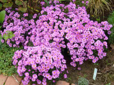 Aster.dumosus-Rosenwichtel.12-1.jpg