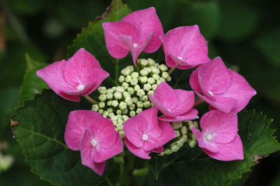 hortensie_N12291.jpg