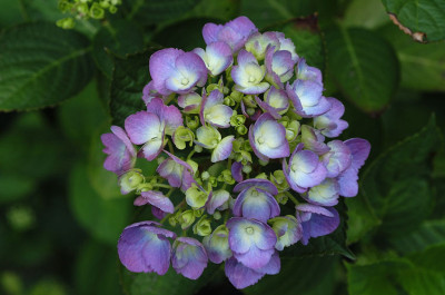 hortensie_N12293.jpg