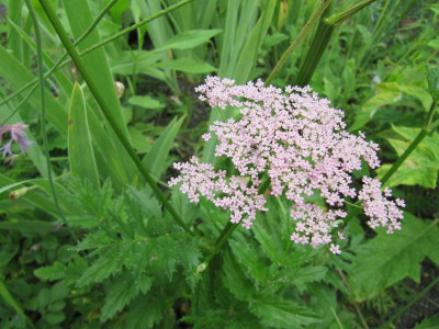 Unbekannt_130616.jpg