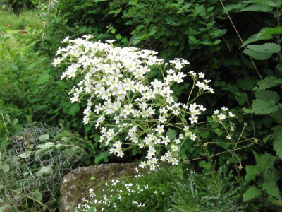 Saxifraga_longifolia_130616.jpg