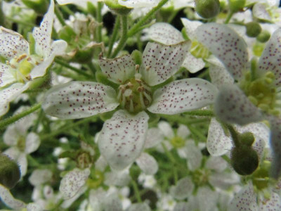 Blute_Saxifraga_longifolia_130616.jpg